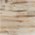 Scrimshaw